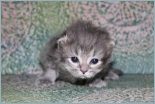 Male Siberian Kitten from Deedlebug Siberian